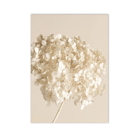 Ivory Hydrangea Cloud Canvas Print