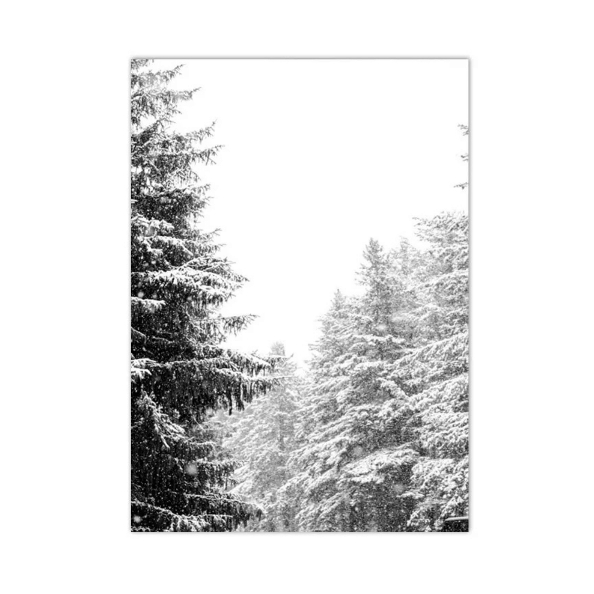 Snowfall Through the Pines Canvas Print