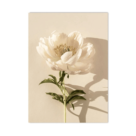 Sunlit Peony Study Canvas Print