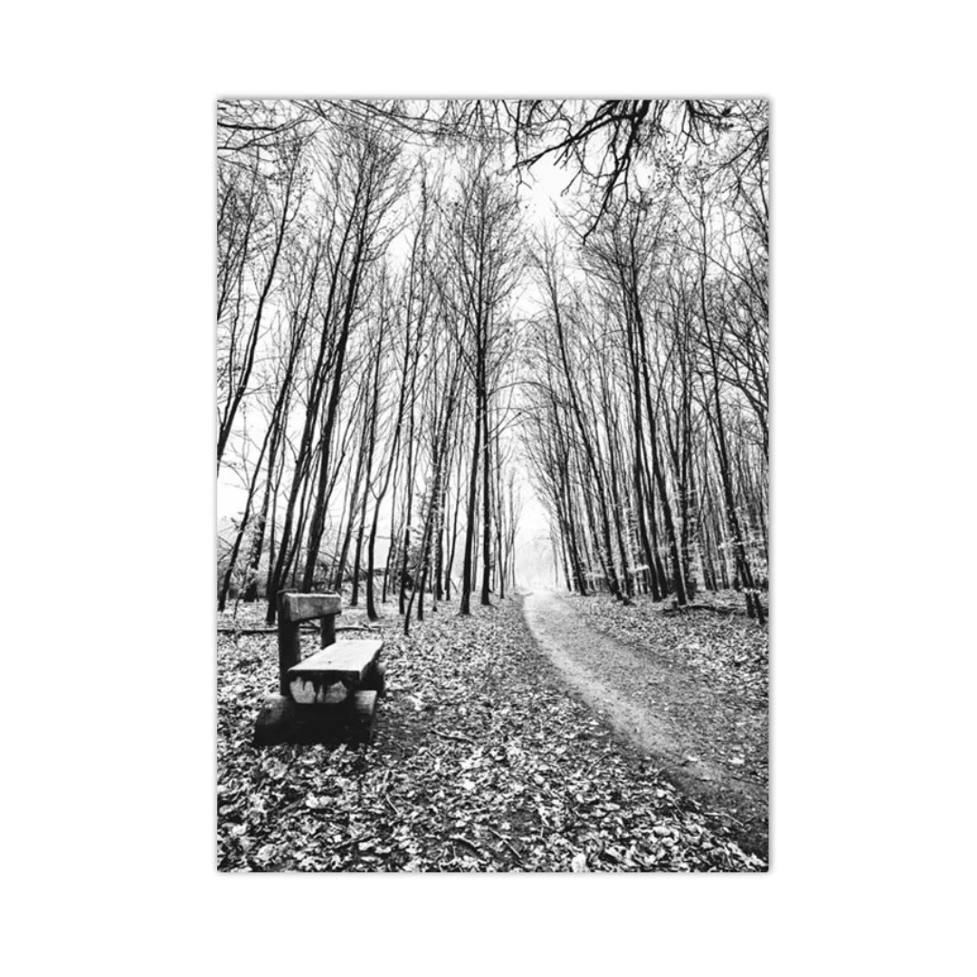 A black and white photographic print of a leaf-covered forest path lined with tall bare trees, featuring a bench on the left side, shown against a white background.